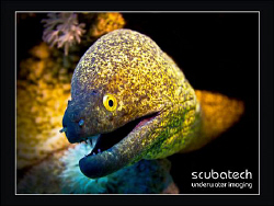 Gotcha!!! This shot was taken very quickly, as that guy s... by Scuba Tech 